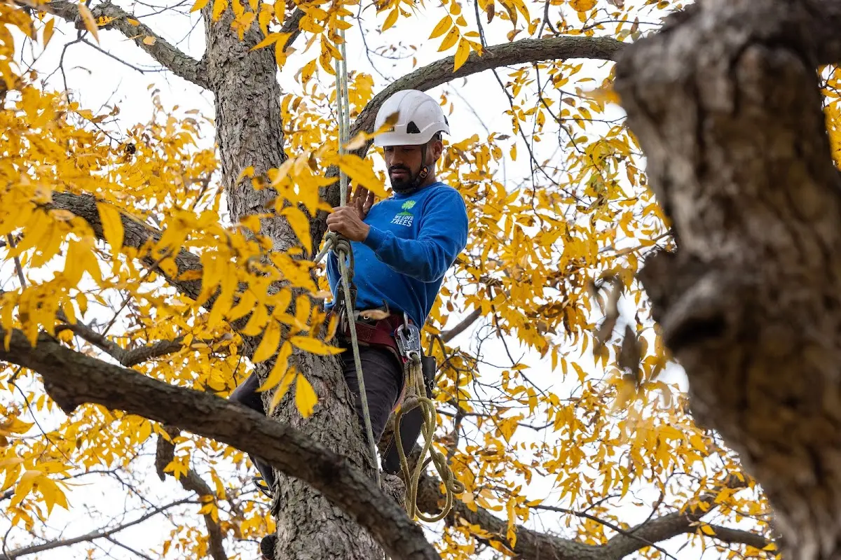 Skilled Tree Pruning crew working in Saint David